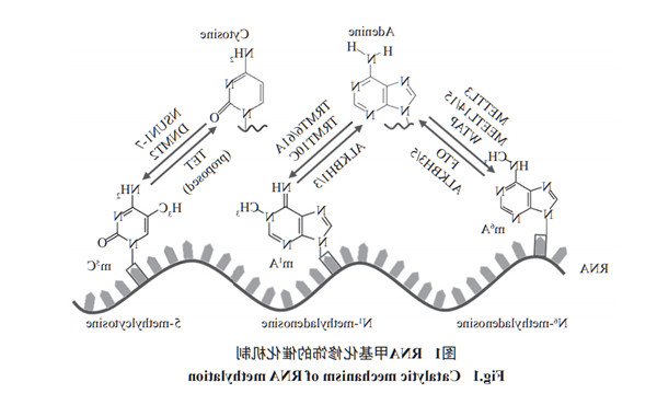 RNA甲基化修饰的催化机制.jpg
