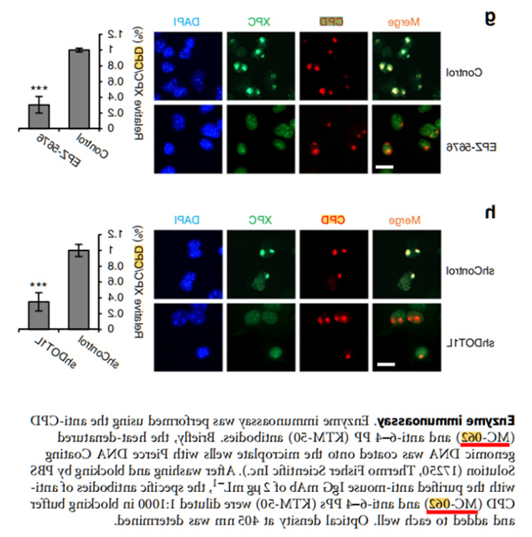 DOT1L 组蛋白 H3 赖氨酸 79 (H3K79) 甲基转移酶在 MLL 重排白血病发生中起致癌作用