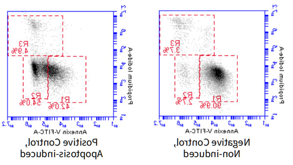 Annexin V-FITC/PI双染流式分析细胞凋亡 