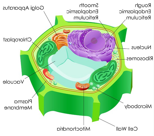 Mitochondrial-protein.png