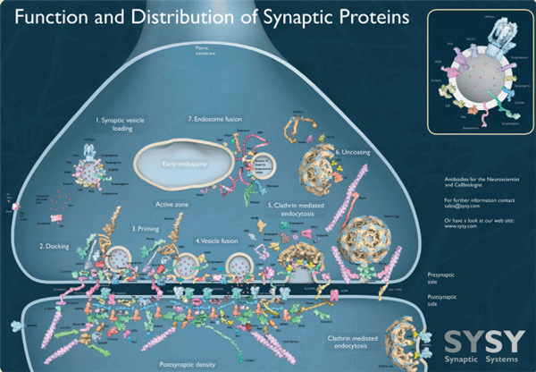synaptic-proteins.png